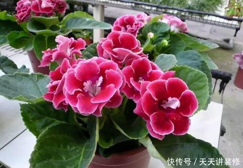  「值得」养一盆花期长又好养的花，花一开就惊艳了时光，值得拥有！
