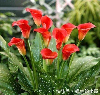  『甜蜜红木香』喜欢养护漂亮的花卉，就选择3种花卉，开花优雅漂亮，养花必备