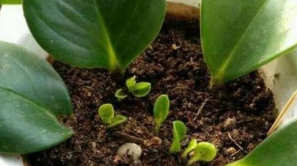 『豆瓣绿』这四种花别再傻傻的买了!折一片叶子,照样能生根发芽开花!