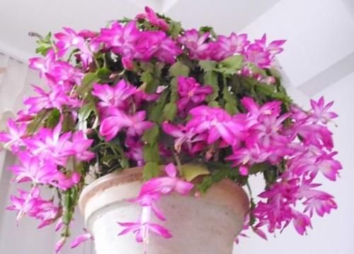  [木香花]最有仙气的5种花，迷人的花朵，开满整个花盆，快养起来吧！