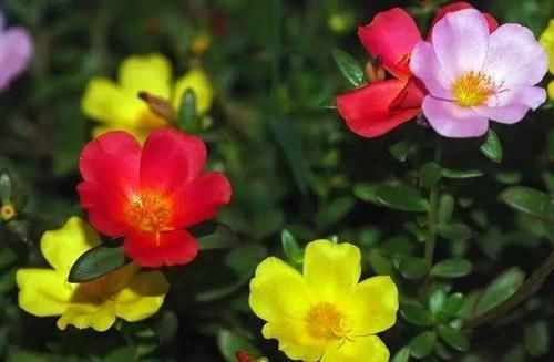  「观叶」6种浅埋土壤就能生长的植物，观花观叶各占一半