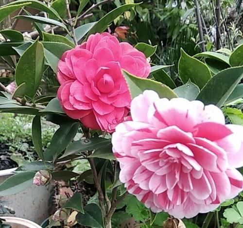  #空气湿度#北方养茶花，没有那么难，做好4点，朵朵娇滴滴“比手大”