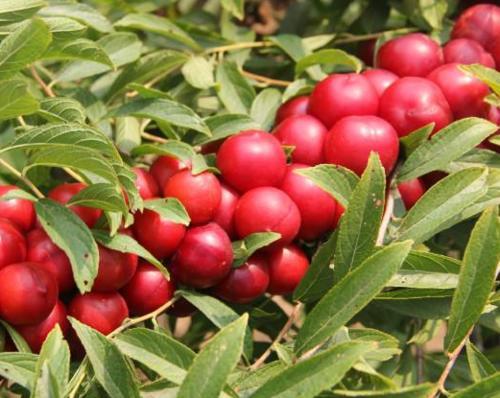 山林里的“红灯笼”，曾经掉落一地没人捡，现在农民种植致富