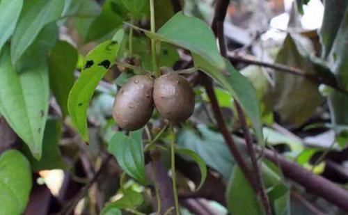  【山药】寄生在山药的植株上，和山药价值同等，遇见可以采摘一点