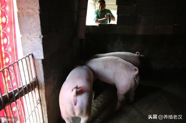 农村养猪：红薯变废为宝，喂猪有妙招！