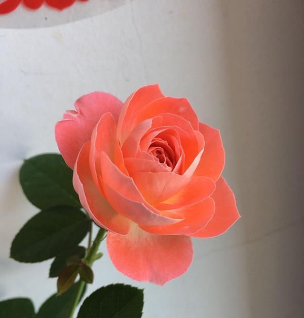  优秀■一种很优秀的开花植物，全年都开花，花色很漂亮，阳台盆栽也可以