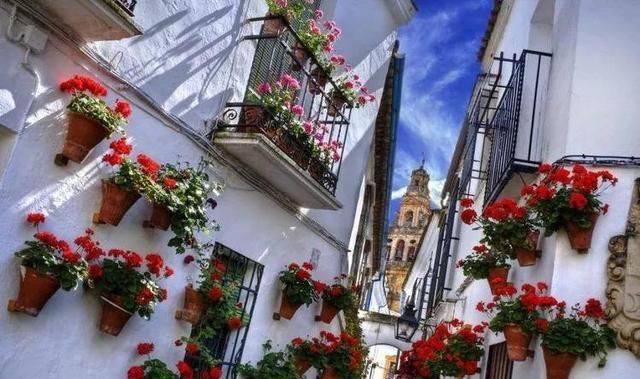 没有院子，就把花挂在墙上养，一眼看过去，像生活在童话世界里