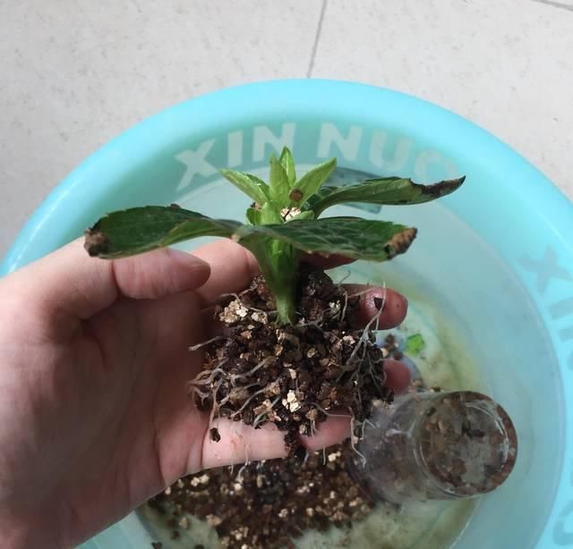  『篮球』一个小技巧,绣球花开的比篮球还大!太美了!
