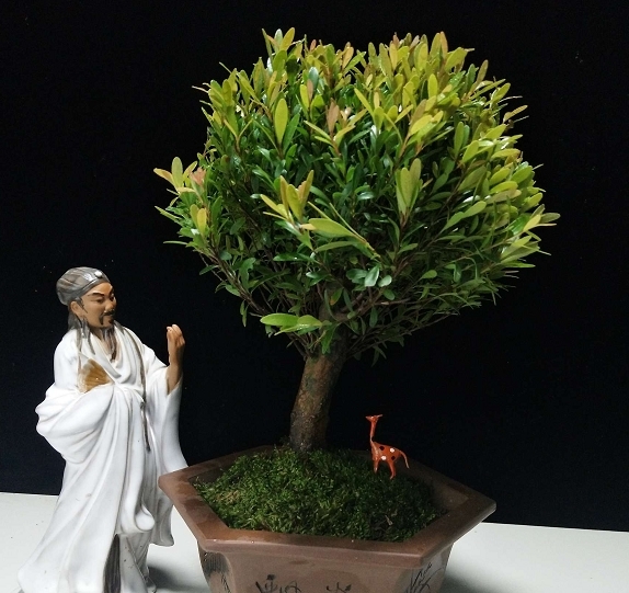 室雅何须大,案头一盆景,枝浓叶绿更喜人,拍照欣赏盆景佳作