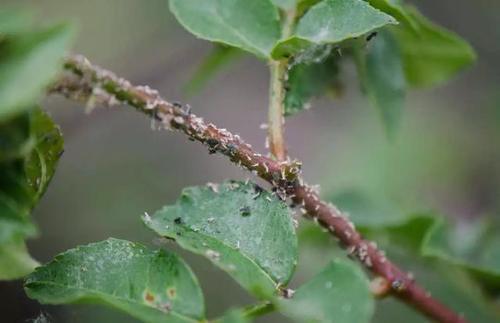 刺吸害虫真可恶，骚扰我家阳台上的花，看我如何治你！
