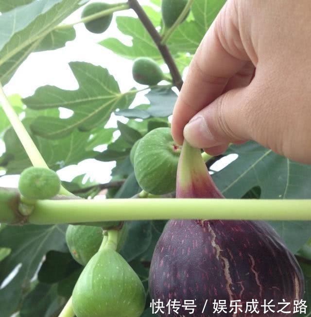 「果子」扦插无花果,“糖水里”泡一泡,20多天就生根,红果子压弯枝