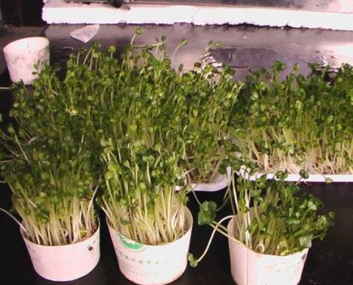  蔬菜■光照不足种什么菜？试试4种耐阴作物，北向阳台照样收获美味