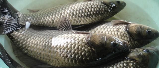  【钓友】鲫鱼还有这么多品种，钓友们认识几种？钓过三种以上的就是高手！