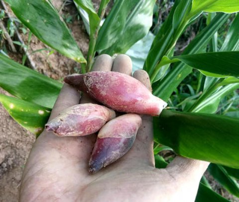  #洋火#乡下一种植物，人称“洋火姜”，村民都是夏天必备之物