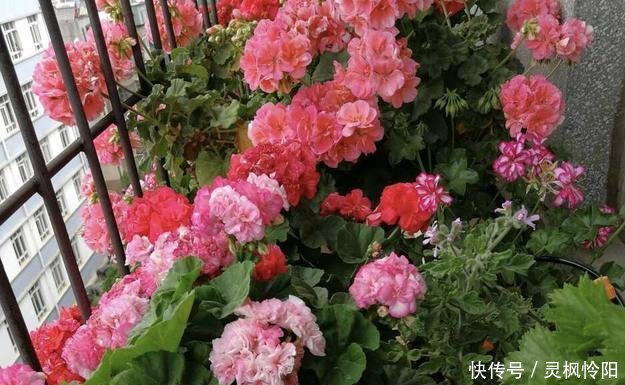  『长寿花』春天快来扦插2种花，剪根枝条插水里，嗖嗖生根，一开花200天
