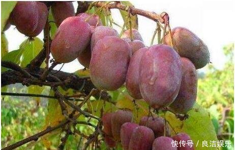  「玉米」拜拜了“玉米”,此果树一夜爆红,村民抢着种,大叔年收入