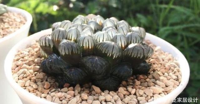  [光照]多肉玉露养护“手册”，做好这几步，叶片饱满圆润，晶莹透亮