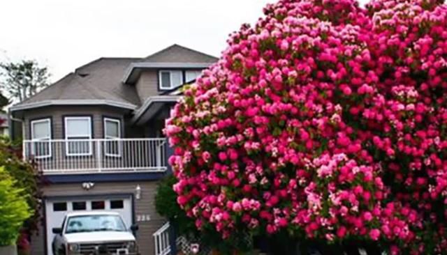 百年的杜鹃树，你们见过吗？美到游客不断！