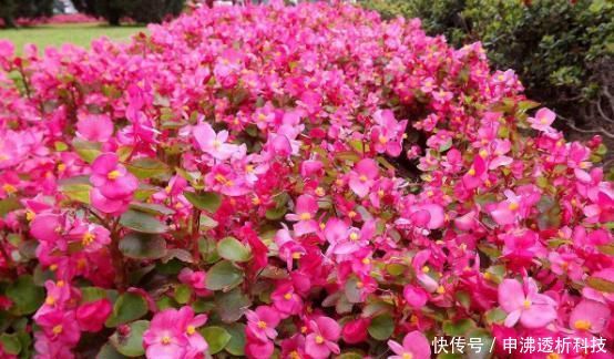 「土壤」室内养四季海棠,注意这几点,一年四季花开不断,每次都爆盆