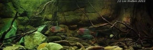  #水族市场上#美洲慈鲷之美，您细品