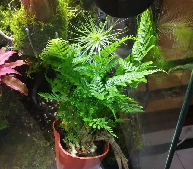 「荷叶铁线蕨」6种适合卫生间养的蕨类植物,耐阴好养活,杀菌去异味!