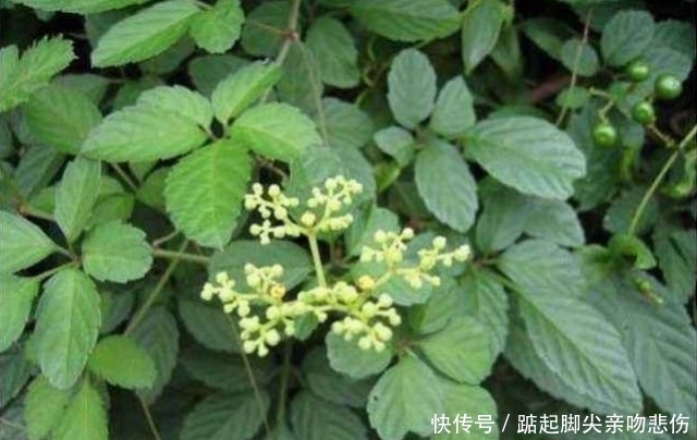  药材：深山里罕见的“乌蔹莓”过去被农民当杂草，殊不知药材价