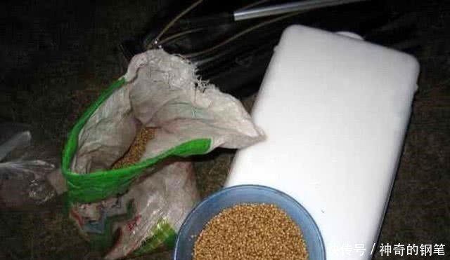  『谈谈』从钓获这条金鳞红尾的野生鲤鱼，谈谈我钓鲤鱼的经验，重点在窝料