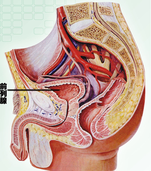 前列腺动脉解剖图图片