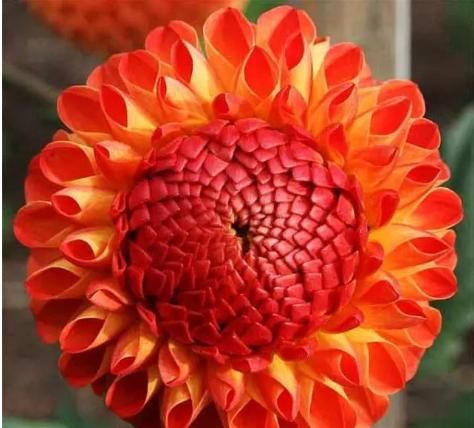  『厉害』这花，真厉害，花朵大如扇，花色鲜艳好喜欢，开花不断，四季赏花