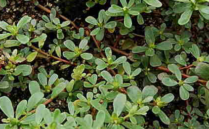 农村很常见的一种草，农民见了就锄掉，不料现在成了美味佳肴！