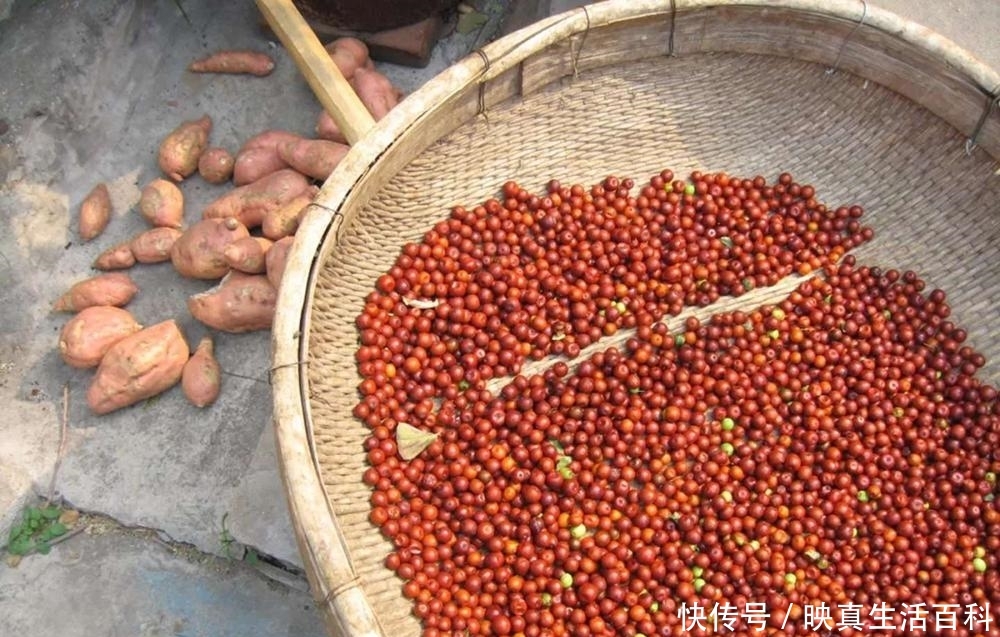 维C含量是苹果100倍，过去常烂地上没人要，如今农民却大量种植