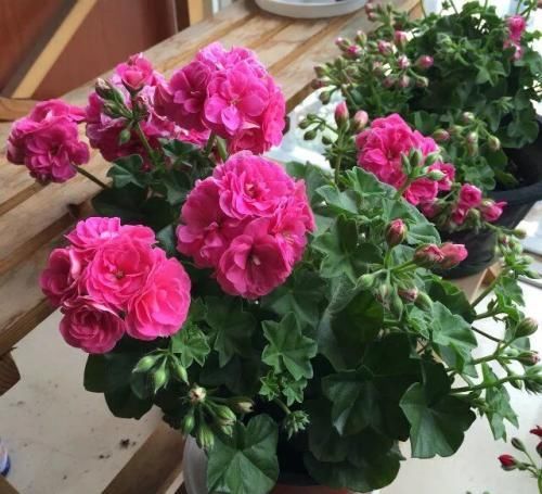  #盆栽上几盆#养花开花少？这4种被称“劳模”的花，花期长、月月有花赏！