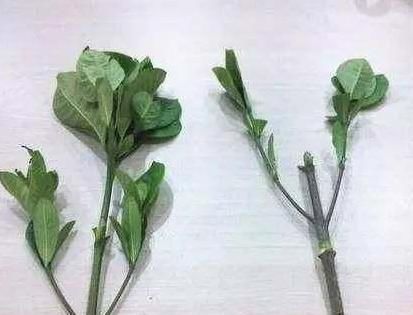  此种@此种花作为室内盆栽太划算，不仅能美观室内，还能省去买茶叶钱