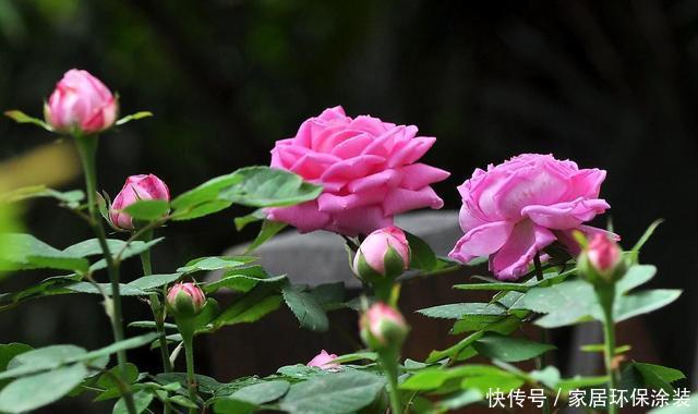 #花开花#想要这3种花开花爆盆,4月必须多施肥,不然就晚了