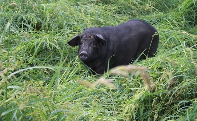 猪年说猪，农民养的猪大部分是外来品种，来认识一下中国土著猪