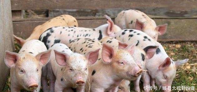 养猪最忌讳的4大点，千万不要碰，否则钱很难赚，绝对值得收藏