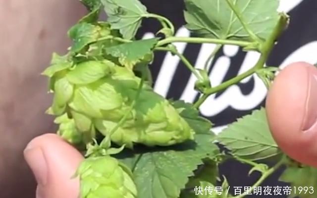  啤酒花■这植物名叫啤酒花，制作啤酒却少不了它，如今市面上一