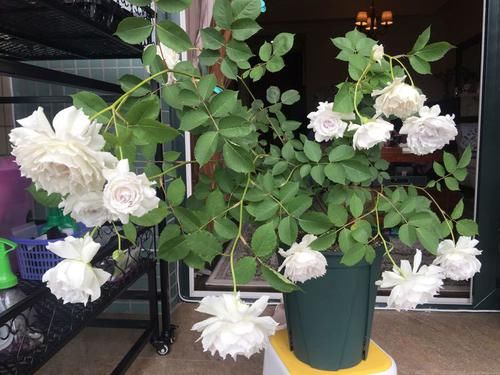 『色彩』喜欢菊花,就养盆“欧洲小米菊”色彩糖果,似黄色糖粒,赏心悦目