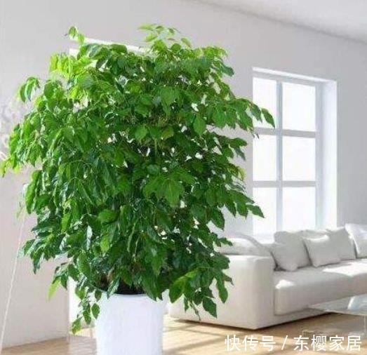  「幸福树」庭院选这几款花，花姿妖娆，养在哪里都爆盆，好运到来