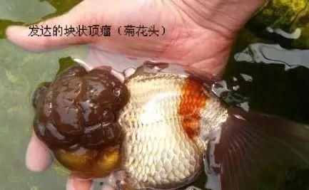  「特别发达」品鉴 | 头瘤类金鱼完全解析，猫狮喜欢的地方却是很多鱼的大忌！