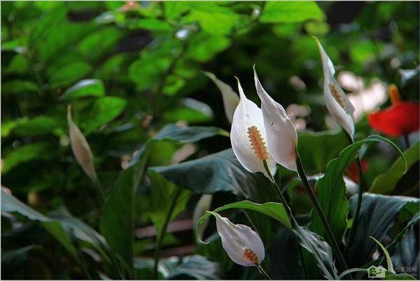  『养护』寓意一帆风顺的白掌花，好养护，易管理，养一盆心情好