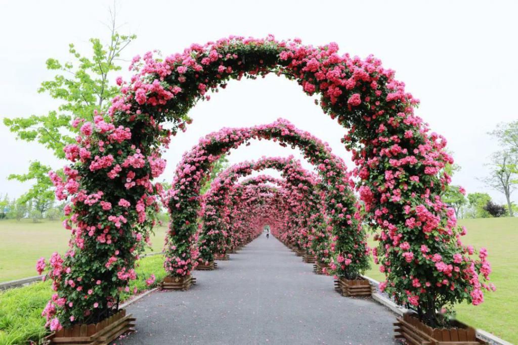  不少：惊艳！月季盛开，松江这条“花路”风景你错过了吗？