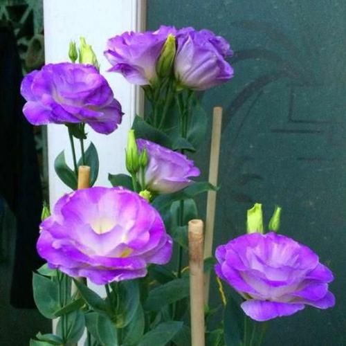  『别致』阳台养这几朵花，花形别致，散发芳香，你养了吗？