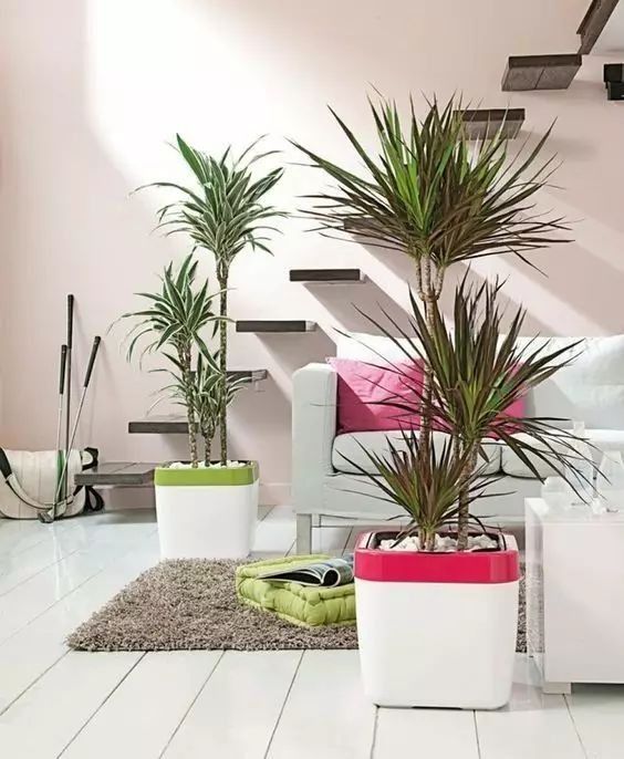 清洁空气的室内植物,这5种绿植哪种是你的选择