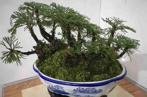  #爷爷#九死还魂草长啥样？爷爷带我爬山认识九死还魂草，顺带做个小盆景