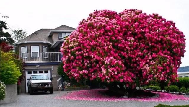 百年的杜鹃树，你们见过吗？美到游客不断！