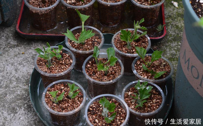 「很快」喜欢姬小菊的别花钱买,掐个枝埋土里,很快就长满一大片!