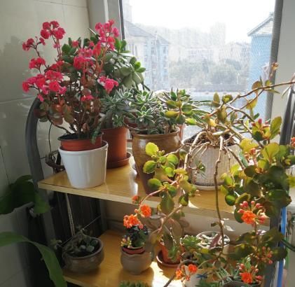  『养花』生活不如意的时候，就养一盆花草吧