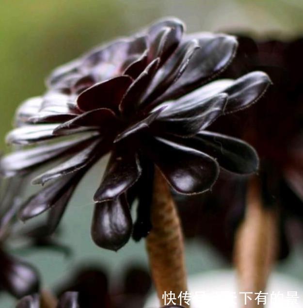  丽姐|丽姐说花卉：多肉植物容易掉叶子怎么回事？