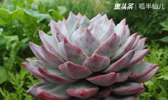 『白菜』多肉断水12天,绿白菜秒变红舞娘,想要上色就得...